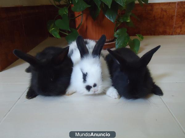 CONEJOS ANGORA CABEZA LEON