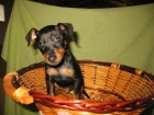 Lindos Pinscher Mini 320 - mejor precio | unprecio.es