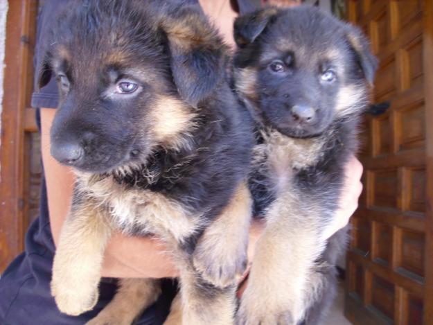 pastores alemanes cachorritos muy bonitos