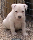 Regalo Cachorro American Staffordshire Terrier - mejor precio | unprecio.es
