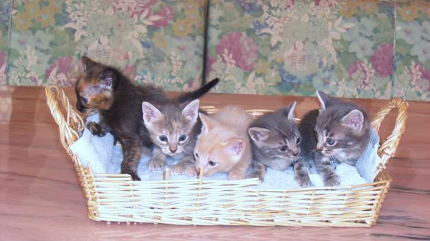REGALO GATITOS EN MARBELLA