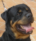 rottweiler para montas - mejor precio | unprecio.es