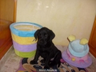 ultimo cachorro de labrador - mejor precio | unprecio.es