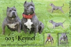 Venta de Cachorros de American Bully Registro ABKC - mejor precio | unprecio.es