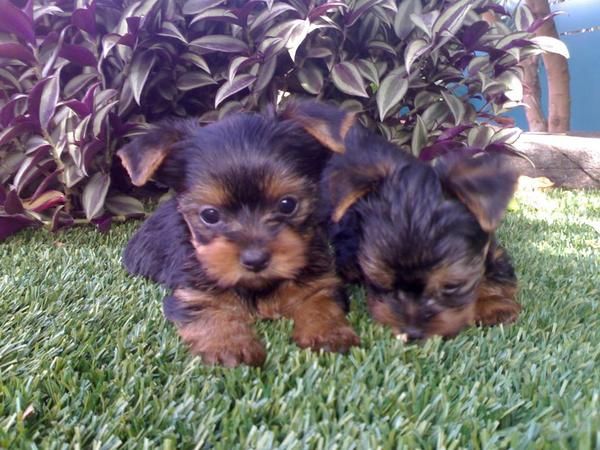 Yorkshire Terrier excelentes 110