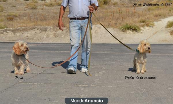 Camada de Petit Basset Grifón Vendeano