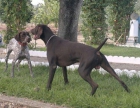 Cachorros de Braco Alemán (La Rinconada - Sevilla) - mejor precio | unprecio.es