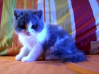 British shorthair - mejor precio | unprecio.es