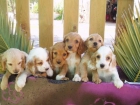 Cachorritos de cocker spaniel IMPRESIONANTES solo 250 euros con pedigree. - mejor precio | unprecio.es