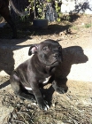 camada staffordshire bull terrier - mejor precio | unprecio.es