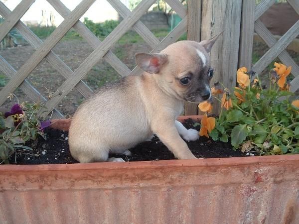 Chihuahua de exposición con pedigree RSCE