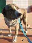 Davon, mastin en la calle, necesita ya un hogar! - mejor precio | unprecio.es