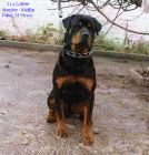 rottweiler para montas,edad 12 meses - mejor precio | unprecio.es