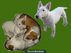 Vendo cachorros Bullterrier - mejor precio | unprecio.es