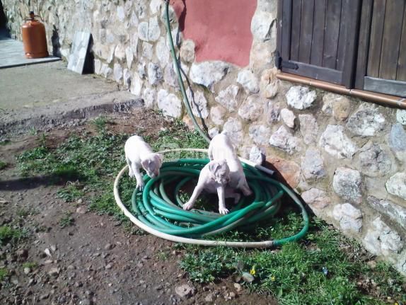 ÚLTIMO CACHORRITO BOXER ALBINO!