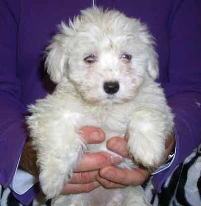 Bichón Maltés