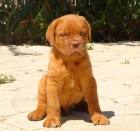 CACHORROS DE DOGO DE BURDEOS 650 - mejor precio | unprecio.es