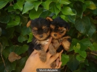 Cachorros Yorkshire Toy 300€ - mejor precio | unprecio.es
