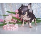 chihuahuas toys - mejor precio | unprecio.es