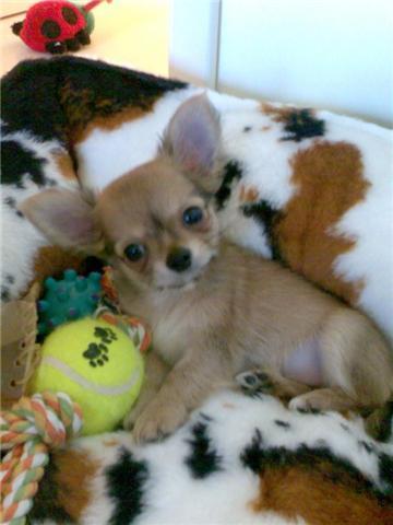 Perrito de Chihuahua sobre la adopción.