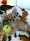 Perrito de Chihuahua sobre la adopción. - mejor precio | unprecio.es