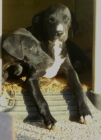 Regalo Cachorros - mejor precio | unprecio.es