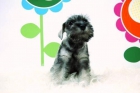 Schnauzer _ Cachorro muy familia _ www.animalflower.com _ entrega inmediata - mejor precio | unprecio.es