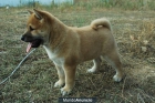 Autenticos Shiba Inu de excelente calidad - mejor precio | unprecio.es