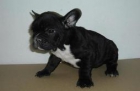 Bull dog frances, de Zococan en Murcia - mejor precio | unprecio.es