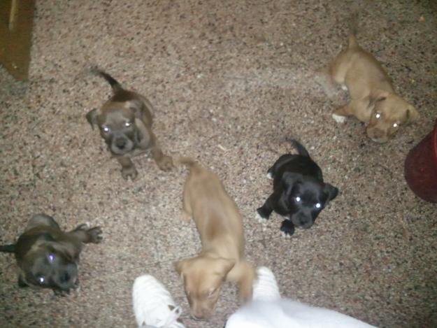 Camada pitbull