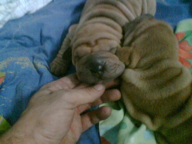 cambio precioso cachorro de shar pei poe cachorro de bulldog frances
