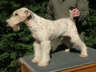 Fox terrier pelo duro - mejor precio | unprecio.es