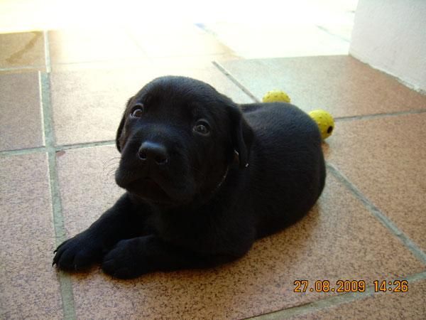 Labrador Negro