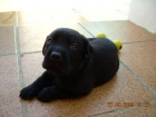 Labrador Negro - mejor precio | unprecio.es