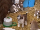 perros mastines leoneses - mejor precio | unprecio.es