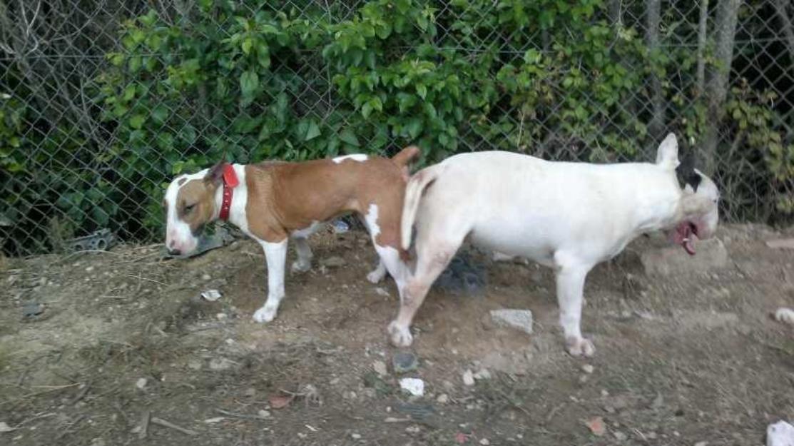 Proxima camada de bullterrier