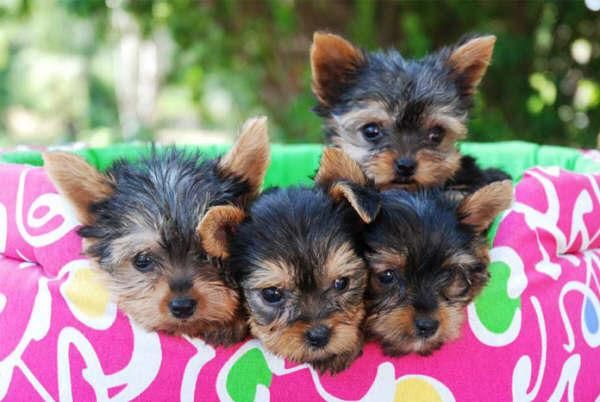 Se regala perrita yorkshire por no poder atender