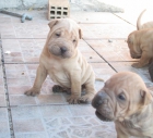 se vende camada de sharpeis - mejor precio | unprecio.es