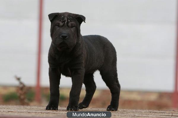 shar peis excelentes