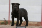 shar peis excelentes - mejor precio | unprecio.es