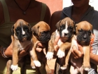 VENDO CACHORROS DE BOXER - mejor precio | unprecio.es