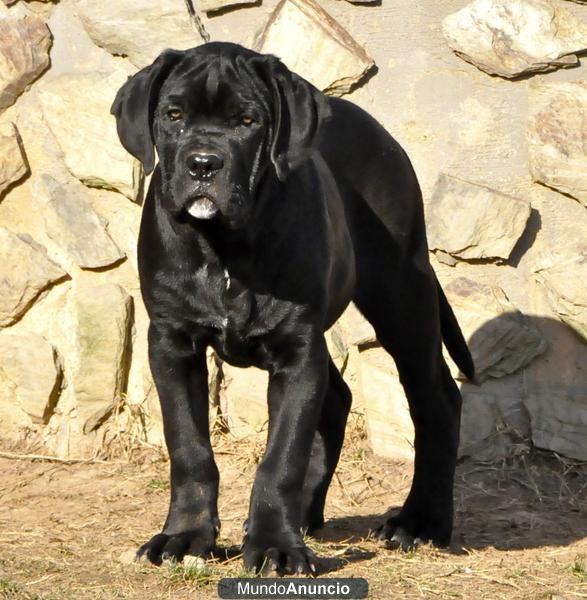 Venta de Cachorros de Cane Corso