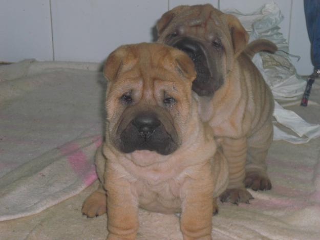 venta de preciosos shar-peis