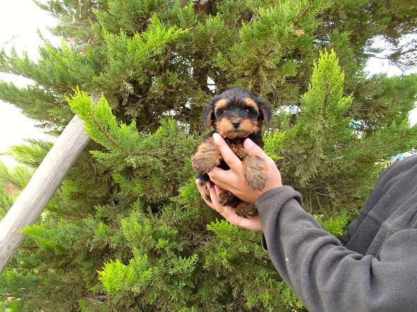 YORKSHIRES TOYS CACHORROS DE CALIDAD, VEN A VERLOS SIN COMPROMISO