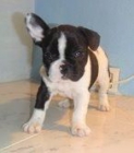BULLDOG   FRANCES   495 c/u - mejor precio | unprecio.es