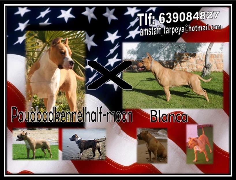 Cachorros American Staffordshire