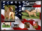 Cachorros American Staffordshire - mejor precio | unprecio.es