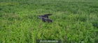 Cachorros Braco Aleman Afijo "Del Valle Del Guadalquivir" - mejor precio | unprecio.es