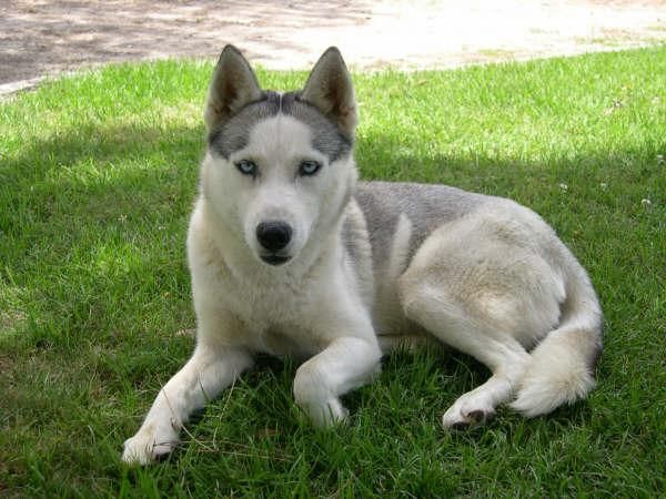 Cachorros cruce de Husky