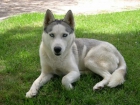 Cachorros cruce de Husky - mejor precio | unprecio.es